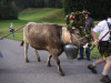 Viehscheid im Kleinwalsertal