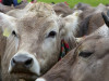 Viehscheid Bad Hindelang